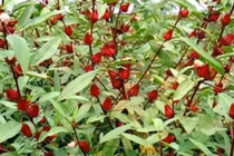 Video: Bị những bệnh sau đây chỉ cần hái quả atiso ăn là hết ngay