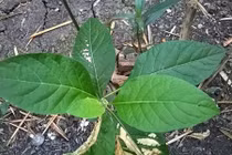 Video: “Đập tan” thoái hoá cột sống cổ bằng nước lá cây mật gấu