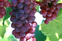 Video: 10 loại thực phẩm làm “sạch” gan bất kỳ ai cũng nên nhớ