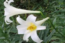 Video: Trồng cây này trong nhà bạn sẽ tiết kiệm được cả đống tiền thuốc