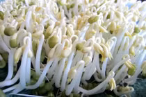 Video: 1 nắm giá đỗ hơn cả triệu tiền thuốc giúp giải độc cơ thể