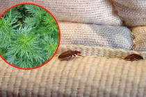 Video: Đặt nắm lá này bên dưới ga đệm, rệp sẽ cao chạy xa bay