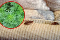 Video: Đặt nắm lá này bên dưới ga đệm, rệp sẽ cao chạy xa bay