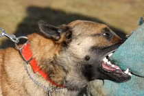 Video: Tử vong sau 1 tháng bị chó nhà cắn vì không làm điều này