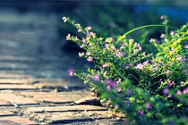 Video: 2 điều không nhìn, 3 điều không quản, 4 điều không cho, 5 điều không đợi