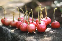 Video: Công dụng trị gout và tiểu đường của cây trứng cá