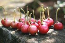 Video: Công dụng trị gout và tiểu đường của cây trứng cá