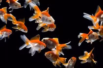 Giải mã giấc mơ về tiền bạc: Mơ thấy điềm này cần nắm bắt ngay