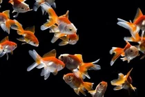 Giải mã giấc mơ về tiền bạc: Mơ thấy điềm này cần nắm bắt ngay