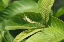 Video: Nguyên liệu đơn giản "đánh bay" hôi miệng, sâu răng chỉ sau 1 đêm 