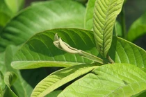 Video: Nguyên liệu đơn giản "đánh bay" hôi miệng, sâu răng chỉ sau 1 đêm 