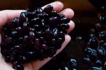 Video: Cách dùng đỗ đen trị dứt bệnh gout, đau mấy cũng khỏi 