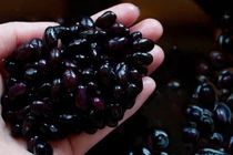 Video: Cách dùng đỗ đen trị dứt bệnh gout, đau mấy cũng khỏi 