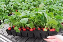 Video: 10 cây cảnh bạn phải trồng trong nhà để tiền vô như nước