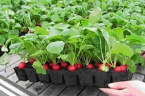 Video: 10 cây cảnh bạn phải trồng trong nhà để tiền vô như nước