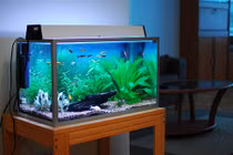 Video: Cẩn thận tán gia bại sản vì mắc lỗi phong thủy bể cá này