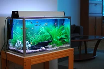 Video: Cẩn thận tán gia bại sản vì mắc lỗi phong thủy bể cá này