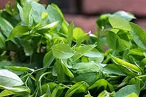 Video: Làm điều này khi ăn rau ngót trị được cả 100 bệnh 