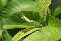 Video: 3 loại búp lá chữa bệnh “thần kì”, không phải ai cũng biết