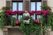 Video: Kinh nghiệm trồng cây ở ban công vừa đẹp nhà vừa hút tài lộc