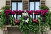 Video: Kinh nghiệm trồng cây ở ban công vừa đẹp nhà vừa hút tài lộc