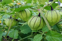 Video: 400 triệu không cứu nổi lá gan, dùng cây này lại hiệu quả