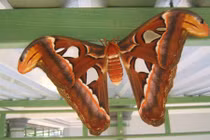 Video: Bướm bay vào nhà, bạn sắp giàu to rồi đấy