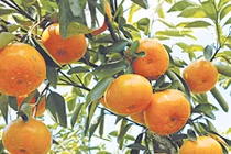 Video: Những bài thuốc quý trị nhiều bệnh từ cây quýt ít người biết