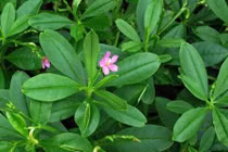 Video: Chữa dứt điểm viêm thận, sỏi thận chỉ nhờ cây sâm đất