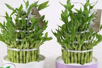 Video: 8 vật phẩm phong thủy vượng tài lộc năm 2018 nhà nào cũng nên có