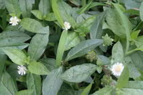 Video: 12 bài thuốc dân gian chữa rụng tóc hiệu quả nhất