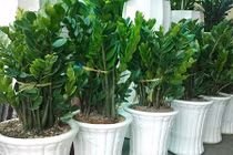 Video: Muốn tài lộc vào nhà như nước hãy trồng cây phong thủy này