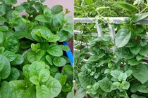 Video: Bài thuốc quý từ rau mồng tơi chữa khỏi 10 loại bệnh 