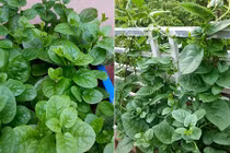 Video: Bài thuốc quý từ rau mồng tơi chữa khỏi 10 loại bệnh 