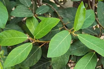 Video: Công dụng ít ai ngờ của "thần dược” lá sung