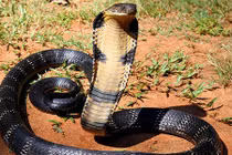 Video: 10 loài động vật có nọc độc nguy hiểm nhất hành tinh