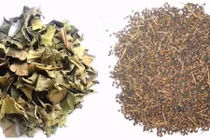 Video: 5 công dụng của lá vối giúp tăng cường sức khỏe