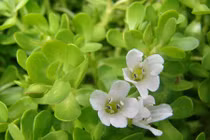 Video: Uống những cây này stress, đến đâu cũng giảm