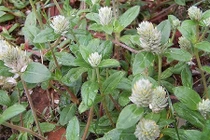 Video: 5 tác dụng chữa bệnh hiệu quả của cây nở ngày đất