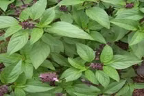 Video: Vì sao nhà nào cũng nên trồng 1 cây húng quế?