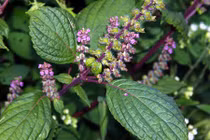 Video: Bài thuốc “cứu người khỏi tử thần” kì diệu ai cũng nên biết