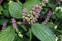 Video: Bài thuốc “cứu người khỏi tử thần” kì diệu ai cũng nên biết