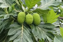 Video: Thần y mách cách chế biến lá sa kê trị dứt điểm bệnh gout, tiểu đường