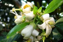 Video: Công dụng chữa bệnh thần kỳ ít ai ngờ của hoa bưởi