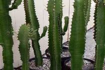 Video: Tán gia bại sản nếu trước nhà hay sân vườn trồng cây này