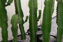 Video: Tán gia bại sản nếu trước nhà hay sân vườn trồng cây này