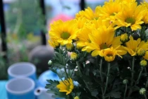 Video: Đặt 5 chữ này cạnh bàn thờ phú quý bình an suốt cuộc đời