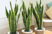 Video: Muốn sống thọ đến trăm tuổi, hãy trồng ngay loại cây quý này