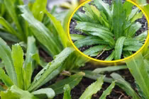 Video: Ăn lá mùi tàu theo cách này cực tốt cho sức khỏe 