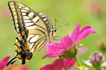 Video: Bướm bay vào nhà là điềm báo gì?